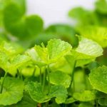 5 phương pháp làm đẹp da từ rau má không cần tốn kém