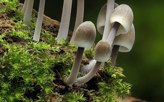 Giải mã bí ẩn tiến hóa: Nấm xuất hiện sớm hơn nhiều so với giả định