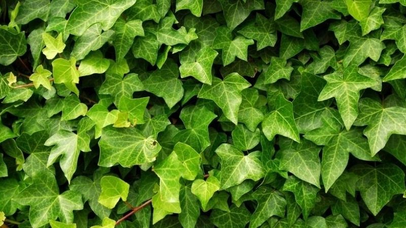 Trồng đúng cây, giảm lo mưa bão: Gợi ý 5 “lá chắn xanh” cho khu vườn