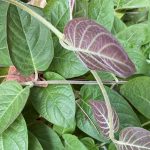 Công dụng của lá mơ lông với hệ tiêu hóa và gan