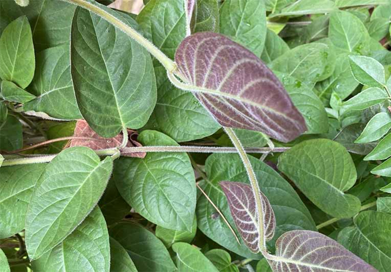 Công dụng của lá mơ lông với hệ tiêu hóa và gan