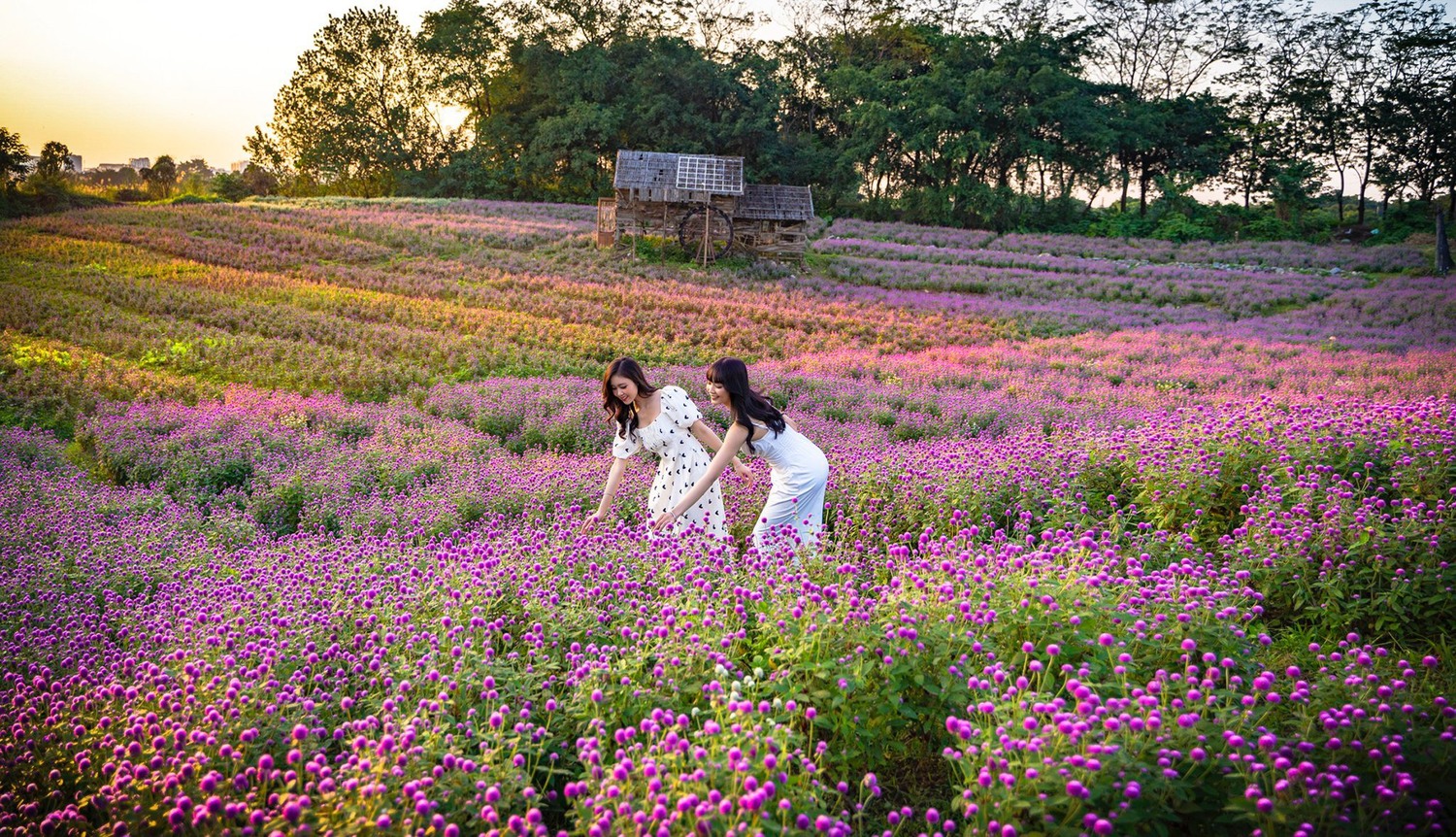 Lạc vào vườn cổ tích tại Thảo nguyên hoa Long Biên