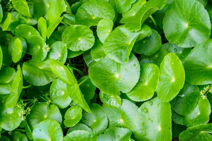 Loại rau dân dã trong bếp Việt hóa ra là “thần dược” cho làn da bạn
