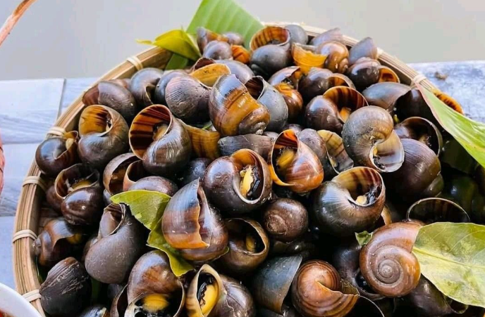 Ốc luộc ngon nhưng không dành cho tất cả: Những ai cần tuyệt đối tránh xa món khoái khẩu này