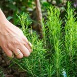 Không cần lăn khử mùi – Đây là cách tự nhiên giúp bạn luôn thơm tho
