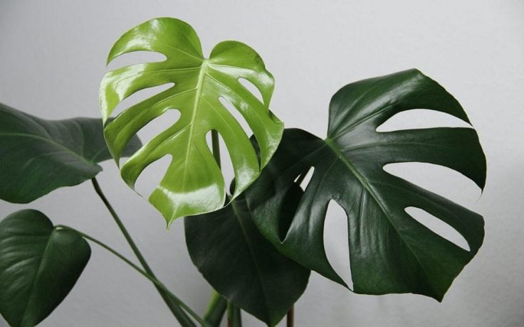 6 loại cây cảnh vừa đẹp vừa hút ẩm, giúp không gian sống trong lành
