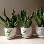 Cây lưỡi hổ tốt cho tài vận, nhưng người thuộc 2 mệnh này cần tránh xa