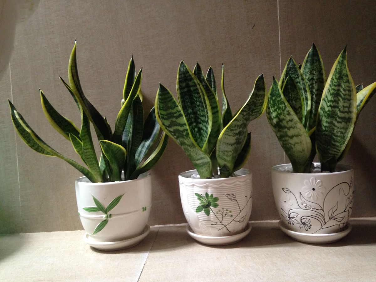 Cây lưỡi hổ tốt cho tài vận, nhưng người thuộc 2 mệnh này cần tránh xa