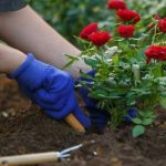 Chăm hoa đúng cách – bí quyết để khu vườn luôn rực rỡ và khỏe mạnh