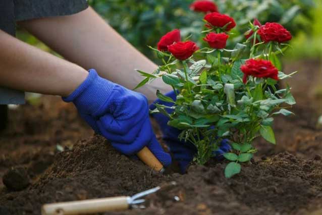 Chăm hoa đúng cách – bí quyết để khu vườn luôn rực rỡ và khỏe mạnh