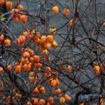 Cây hồng bên tường đá hút nghìn khách, Lô Lô Chải quá tải dịp cuối tuần