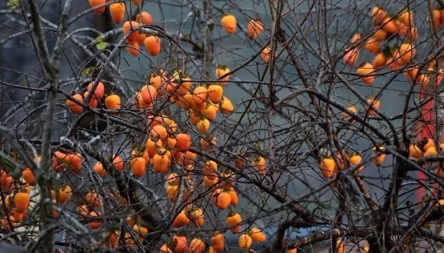 Cây hồng bên tường đá hút nghìn khách, Lô Lô Chải quá tải dịp cuối tuần