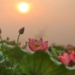 Gặp 4 loài hoa này là dấu hiệu cát tường, tài lộc kéo đến liên tiếp