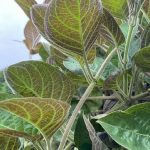 Lá mơ – vị thuốc dân gian cho dạ dày: 3 món dễ làm, tốt cho người hay đầy bụng