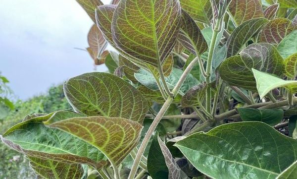 Lá mơ – vị thuốc dân gian cho dạ dày: 3 món dễ làm, tốt cho người hay đầy bụng