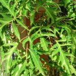 Cây đinh lăng: Trồng đúng chỗ, gia chủ khỏe – nhà vượng tài