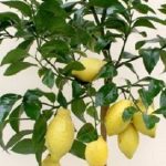 Không cần đất rộng, trồng ngay 3 cây này để tài lộc kéo đến