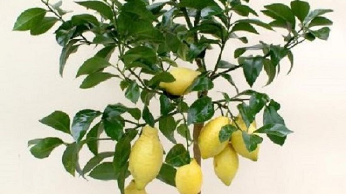 Không cần đất rộng, trồng ngay 3 cây này để tài lộc kéo đến