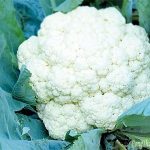 Thêm súp lơ trắng vào bữa ăn, sức khỏe được cải thiện bất ngờ