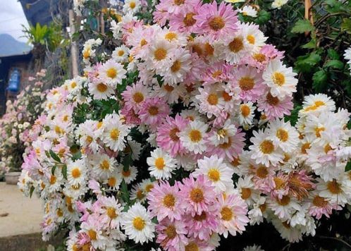 Vừa thơm, vừa lạ mắt: Loài hoa đổi màu được nhiều gia đình chọn chơi Tết