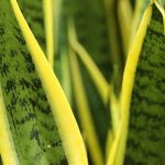 Đặt cây lưỡi hổ sai vị trí, tài lộc khó vào nhà