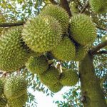 Cách nhận biết sầu riêng chín cây ngon ngọt và sầu riêng nhúng thuốc
