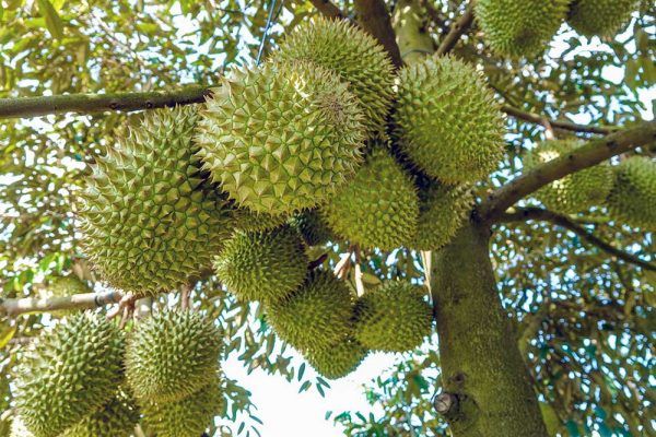 Cách nhận biết sầu riêng chín cây ngon ngọt và sầu riêng nhúng thuốc