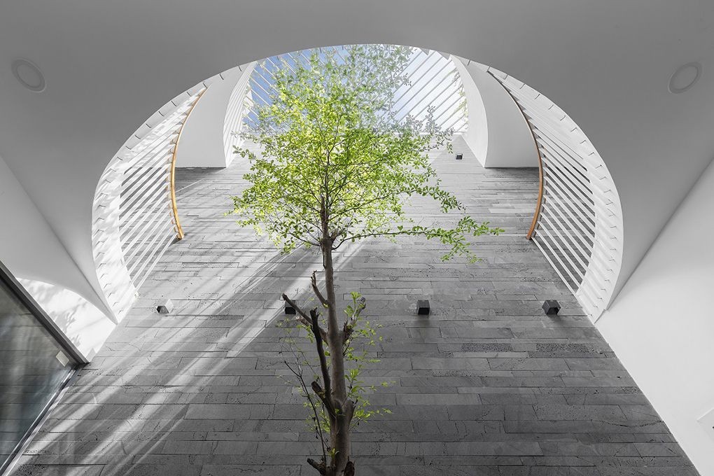 Trồng cây gì dưới giếng trời? Gợi ý những loại thân gỗ dễ sống, ít tốn công chăm