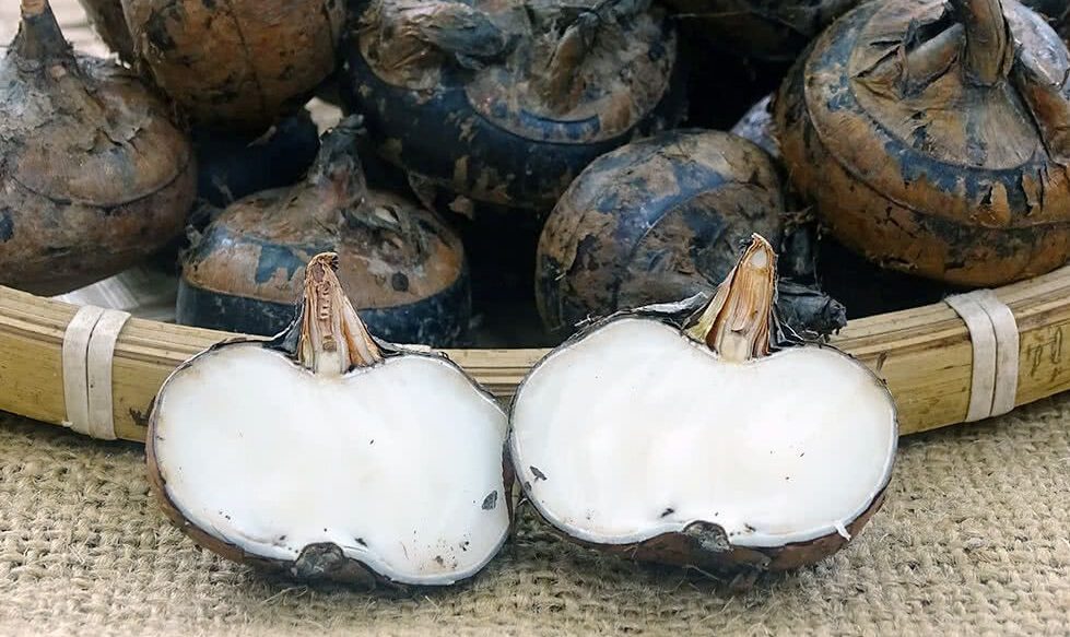 Không chỉ là thực phẩm: Những loại củ hỗ trợ bổ thận hiệu quả