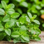 Nghiên cứu chỉ ra lợi ích bất ngờ của bạc hà với chức năng thận