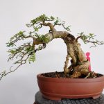 Săn muội hồng: Khi cơn sốt cây cảnh biến rừng núi thành “công trường” khai thác