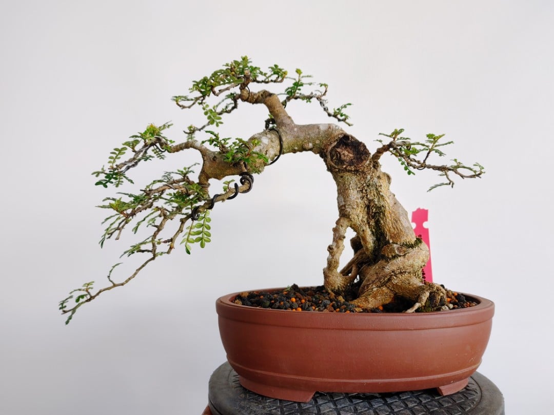 Săn muội hồng: Khi cơn sốt cây cảnh biến rừng núi thành “công trường” khai thác